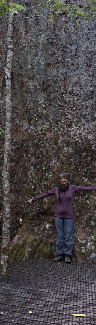 Kauri: uralte Baumriesen